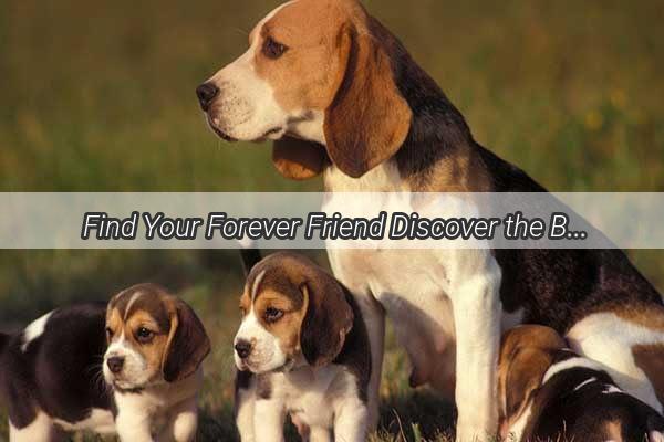 Find Your Forever Friend Discover the Best Dog Adoption Spots in Huizhou